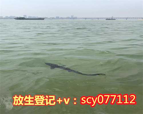 青海西宁放生甲鱼的地点在哪里，青海省宗教场所和宗教活动疫情防控视频会议