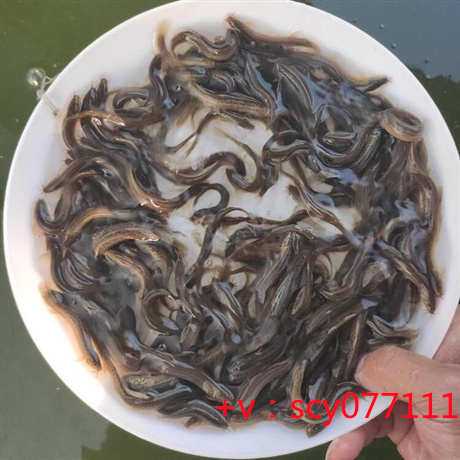 台州龙虾放生，台州